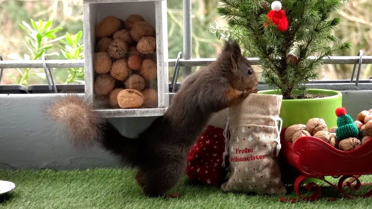 Weihnachten auf dem Eichhörnchenbalkon   2023