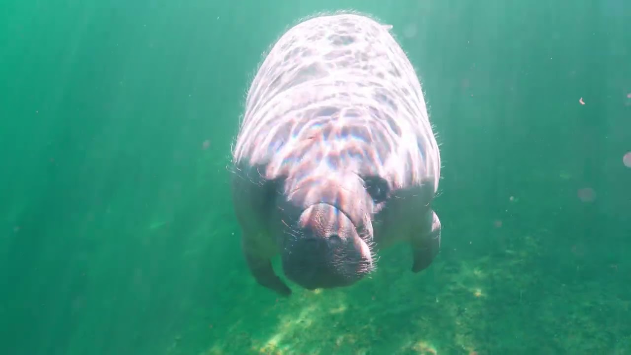 Blue Springs manatees A7RV