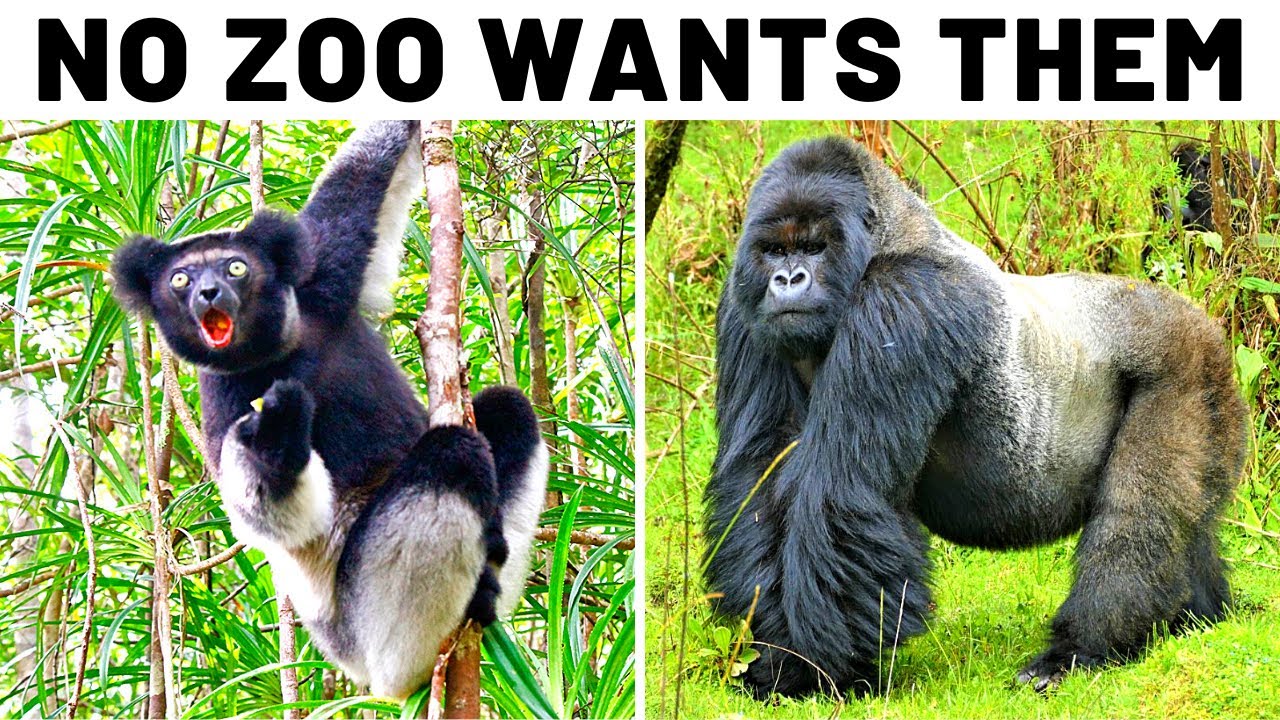 No Zoo Wants These Animals, Here's Why