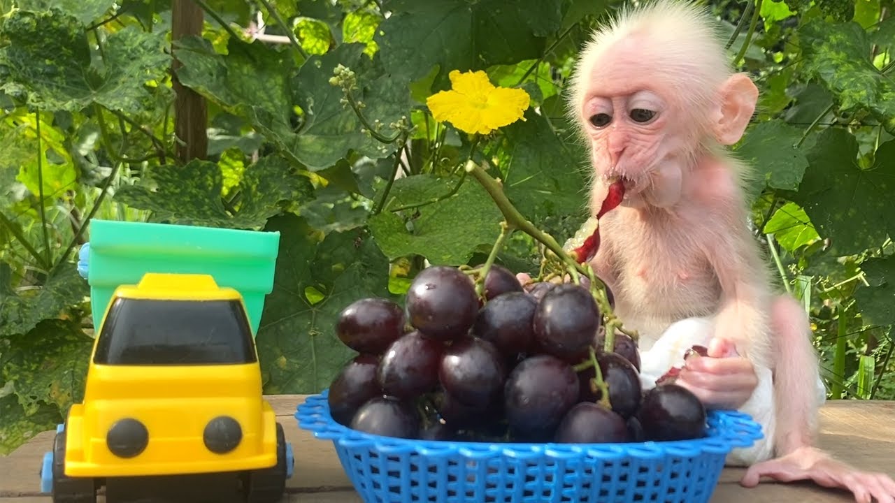 Alu baby monkey eating grapes @khamphaando