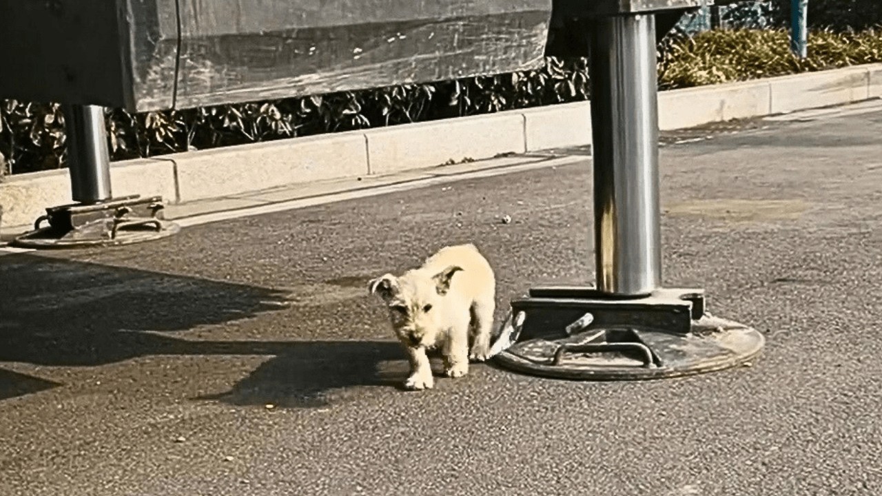 Больной бродячий пёс знает, что не желан, боится, но осторожно тянется к прохожему.