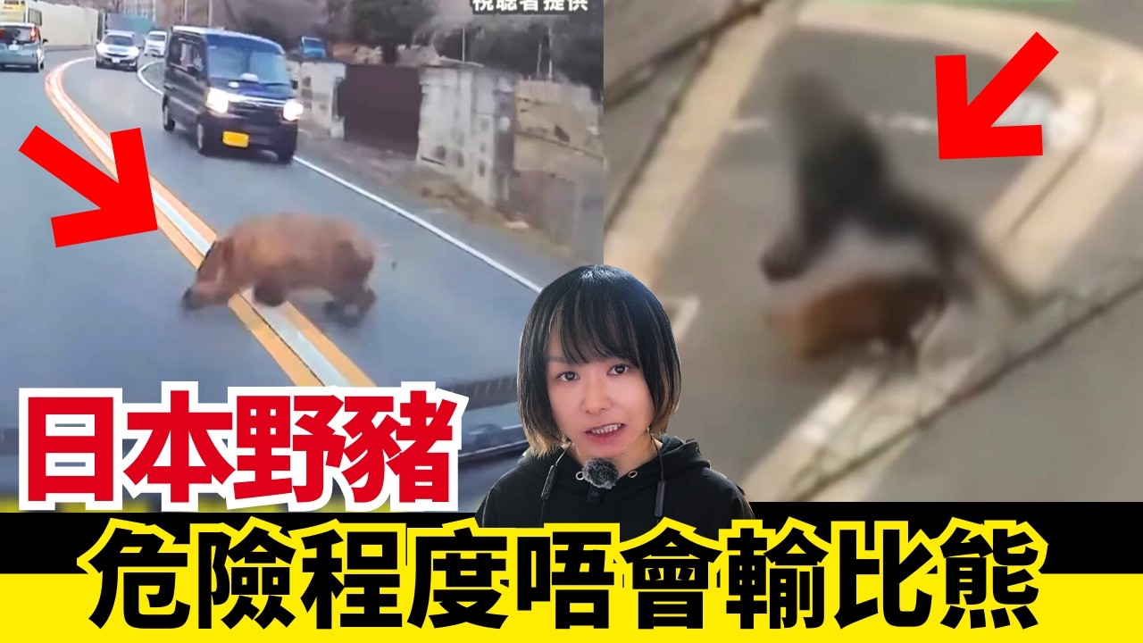 【日本旅遊資訊🚨】日本野豬暴增！隨時仲危險過熊!?被日本野豬襲擊應該點做?