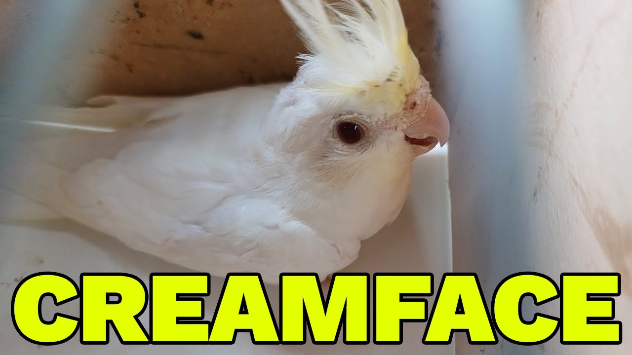 CREAMFACE - PIERWSZE TAKIE NIMFY W POLSCE. NOWE NABYTKI!