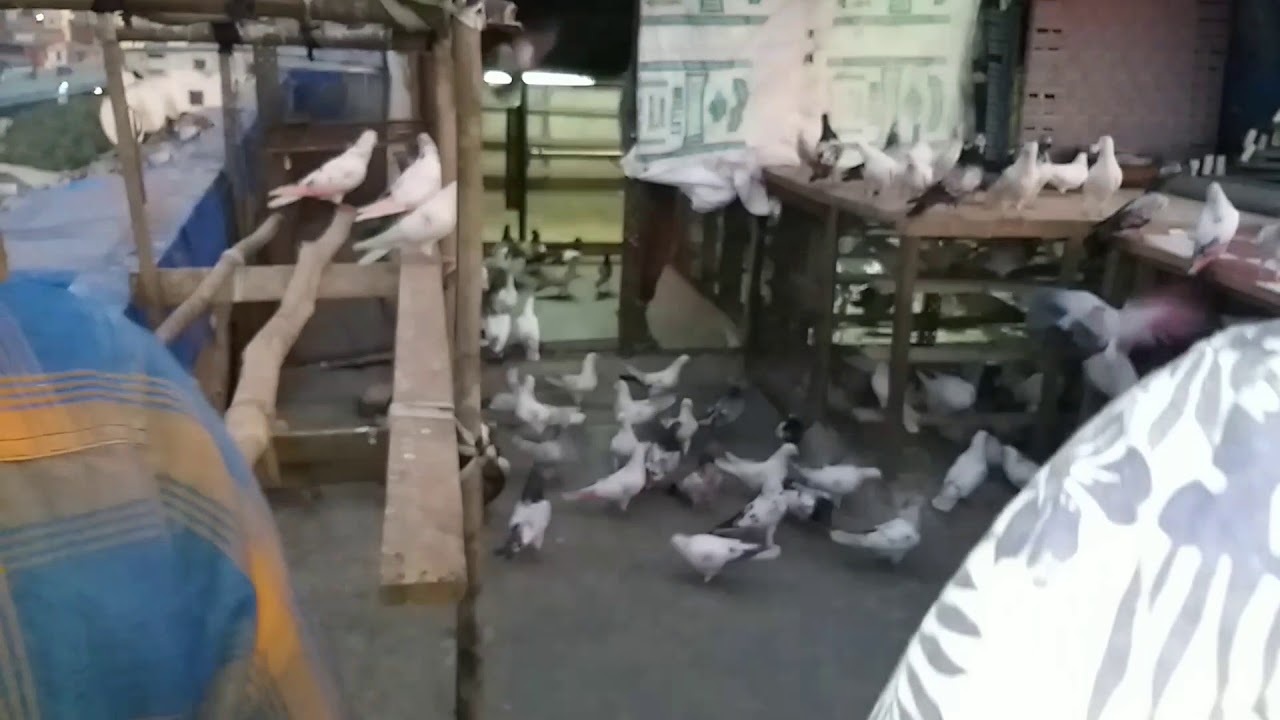 Shadab bhai aur Alam bhai ki 201 Kabootar ki Udaan ki video