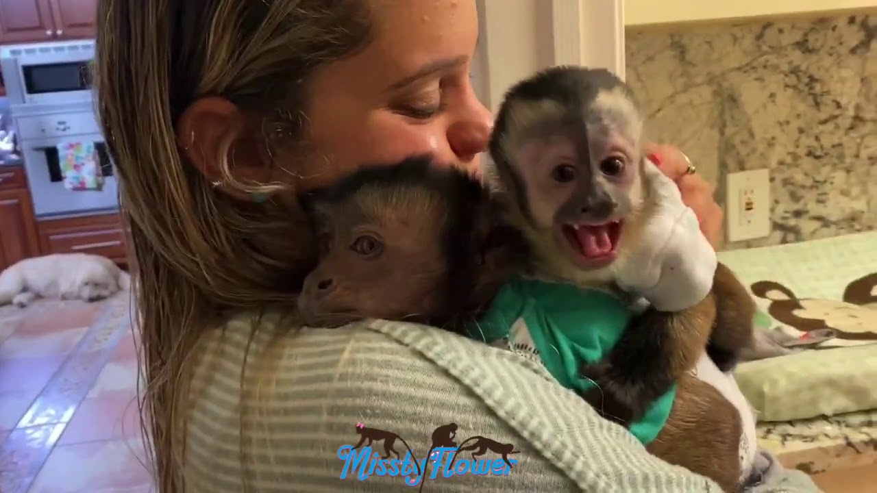 Monkey Toby is happy to see his friend and little guest that he loves and she loves him too 😊❤️🐒🐒😍