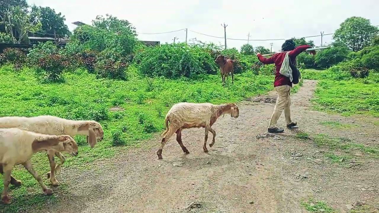 Got and seep farming|| the dignity of village life vlog ||