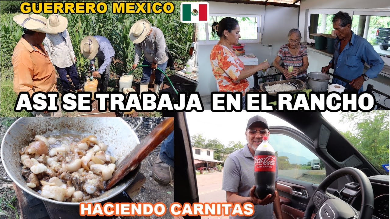 TRABAJANDO EN LA MILPA DE ELOTE🌽 EN EL RANCHO | PREPARAMOS UNAS CARNITAS