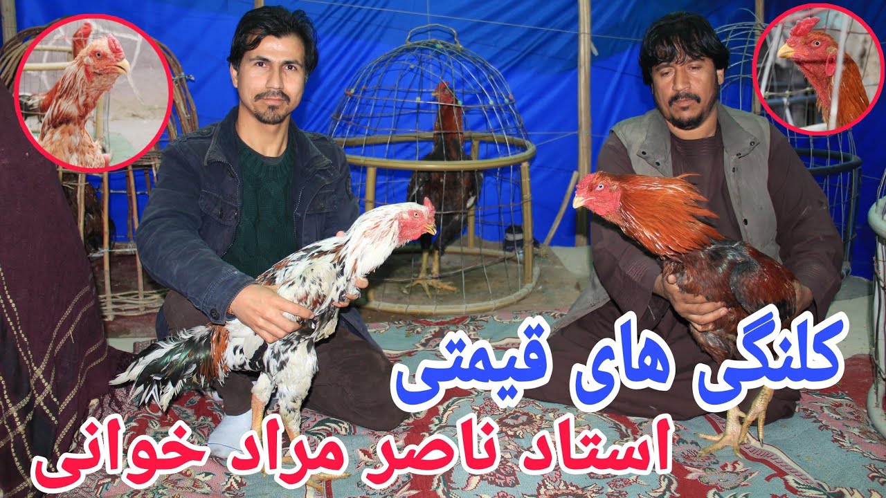 شوقی_شیوی نگهداری مرغ های کلنگی در فصل زمستان
