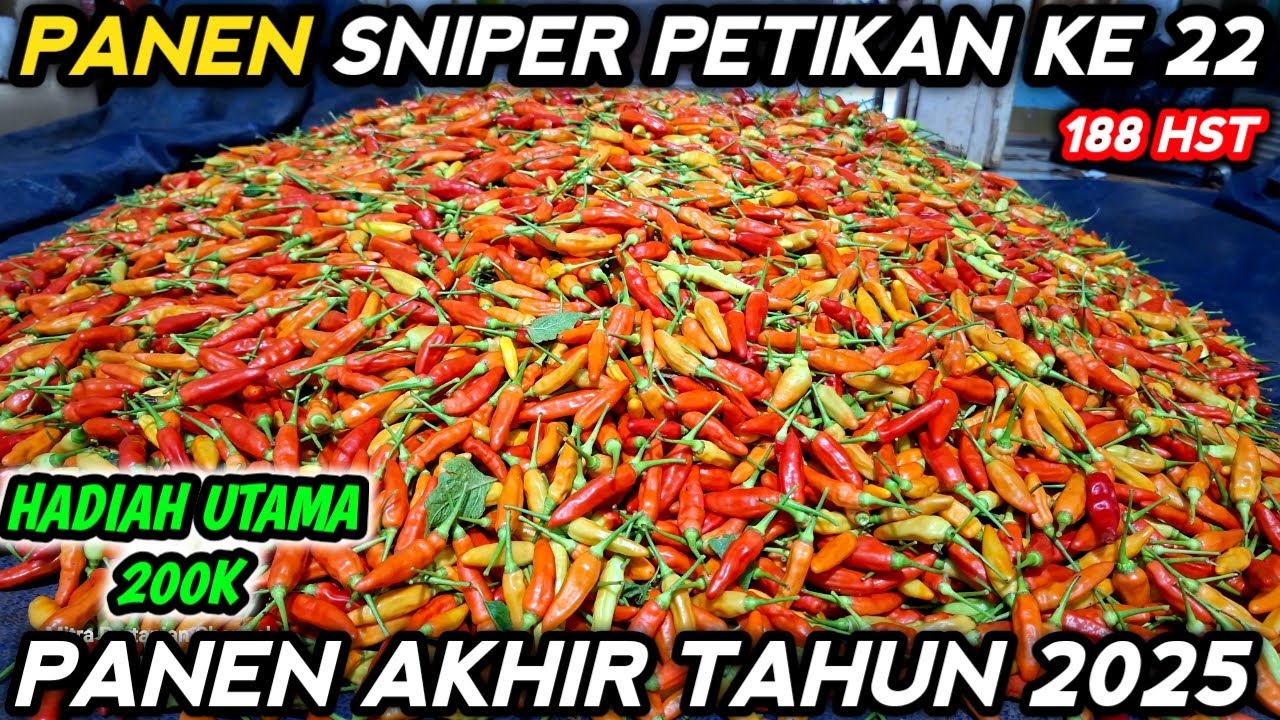 🔴 PANEN CABE SNIPER PETIKAN KE 22 ‼️ SIAPAKAH PEMENANG KUIS SEASON 10 HADIAH 200K ?