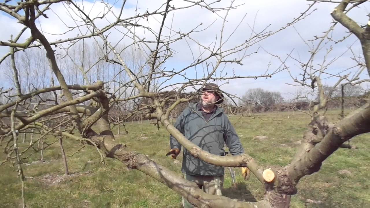 Renewal pruning a big apple tree with the Silky saw