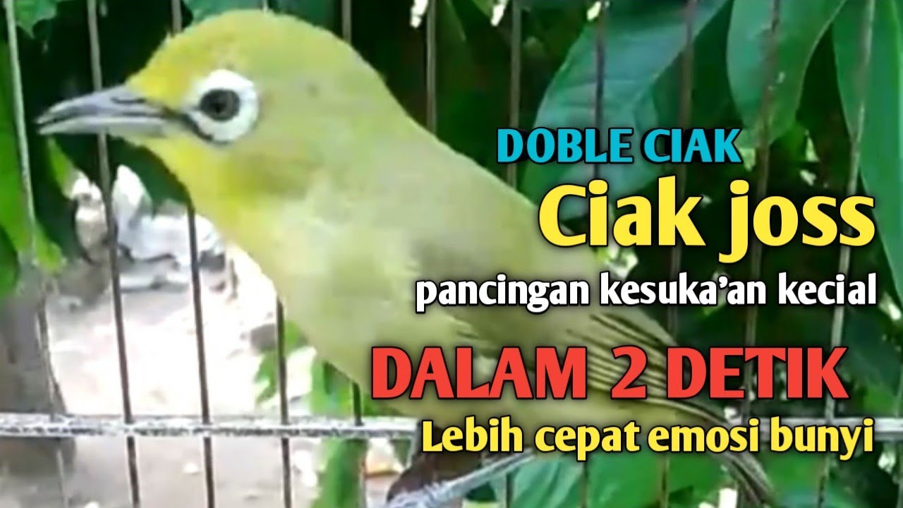 KECIAL KUNING GACOR NGEJOS GESIT Suara Lantang || KONTAN BIKIN SEMUA KECIAL CEPAT NYAUT BUNYI