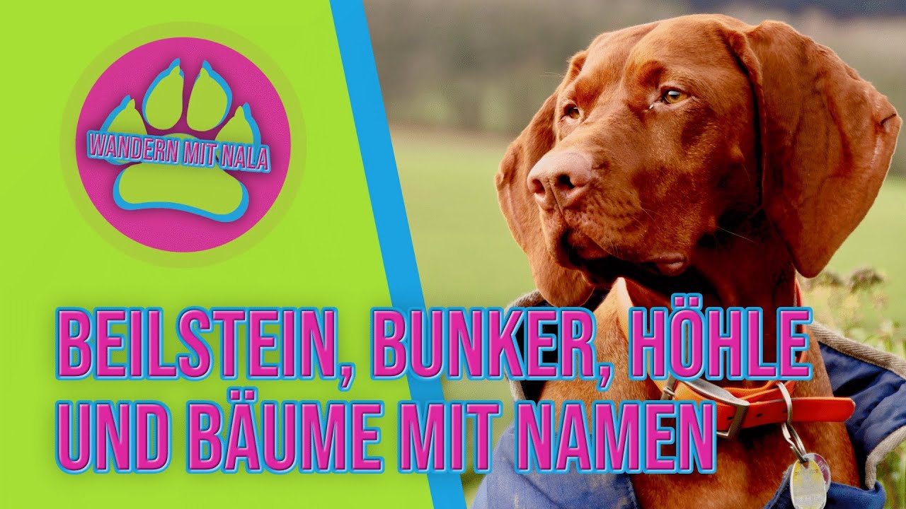 Beilstein ⛰️, Bunker, Höhle und Bäume 🌳 mit Namen - Lettgenbrunn - Spessart - Wandern mit Hund 🐕