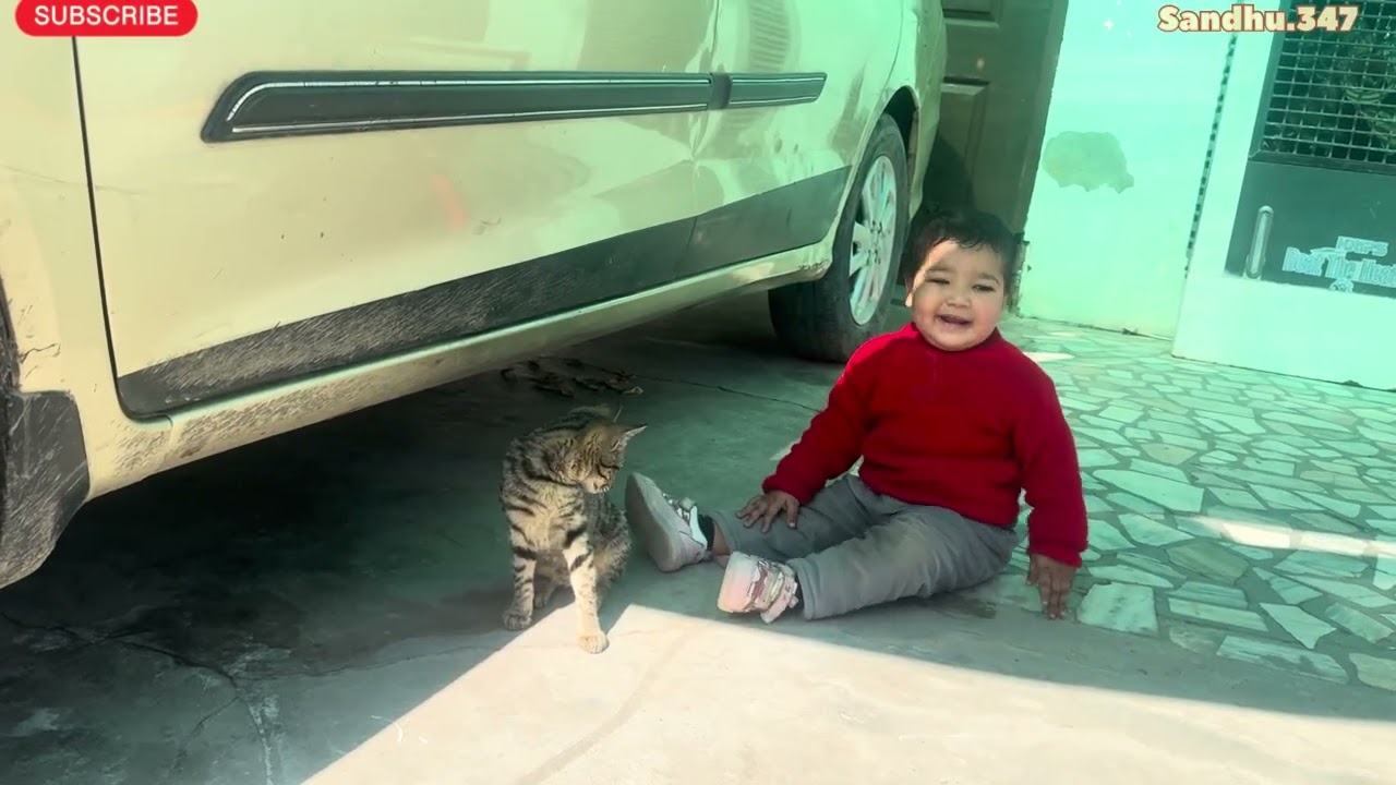 ਅਸੀਸ ਦੀ ਤੇ ਬਿੱਲੀ 🐈‍⬛ ਦੀ ਦੋਸਤੀ #trending #viralvideo 