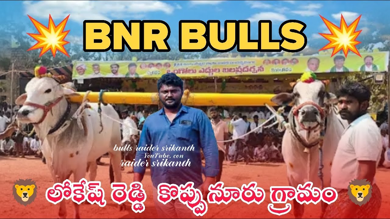 🦁రాజాపురం న్యూ కేటగిరి విభాగం,7వ జత BNR BULLS 🦁