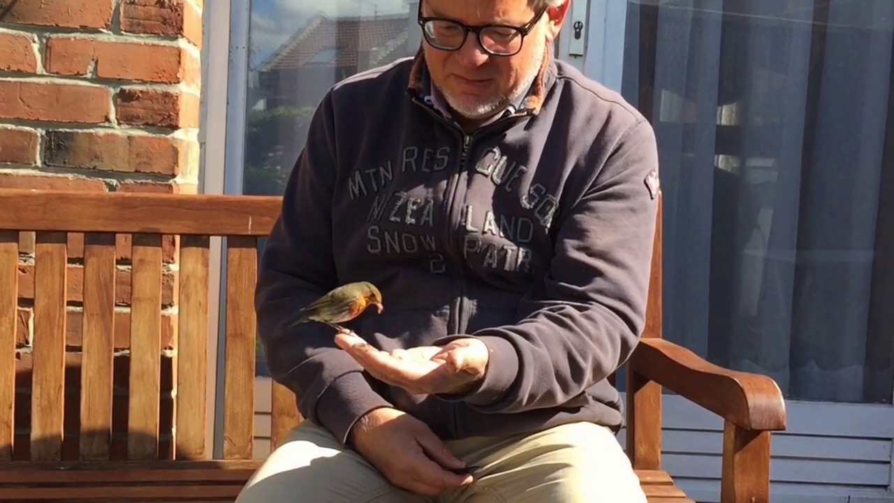 Le Rouge-Gorge et le confiné