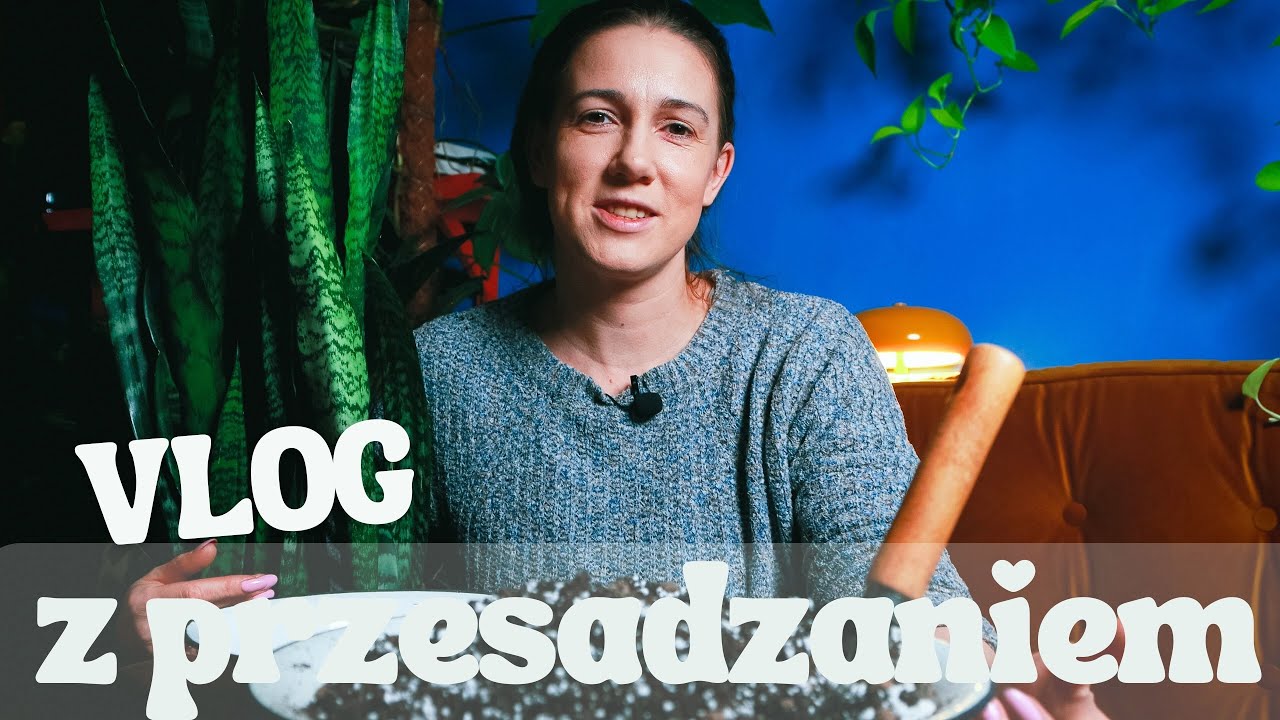 Przesadzam sansewierię i się zwierzam - czy nasze postanowienia się spełnią, a kłopoty się skończą