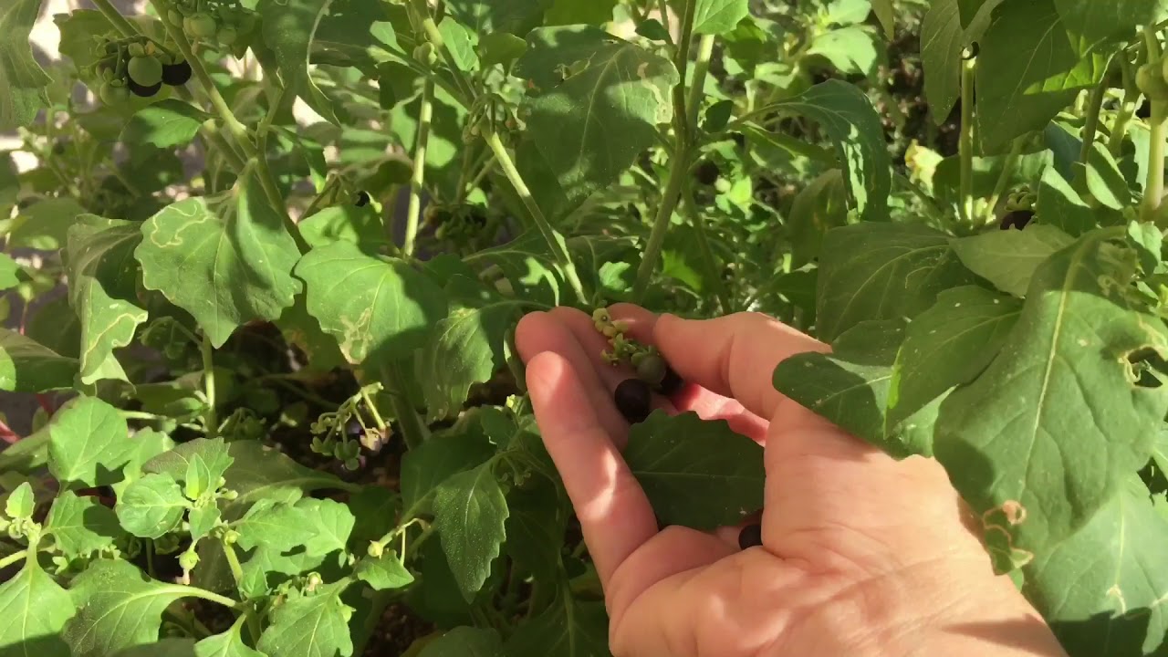 Когда и как собирать ягоды Wonderberries