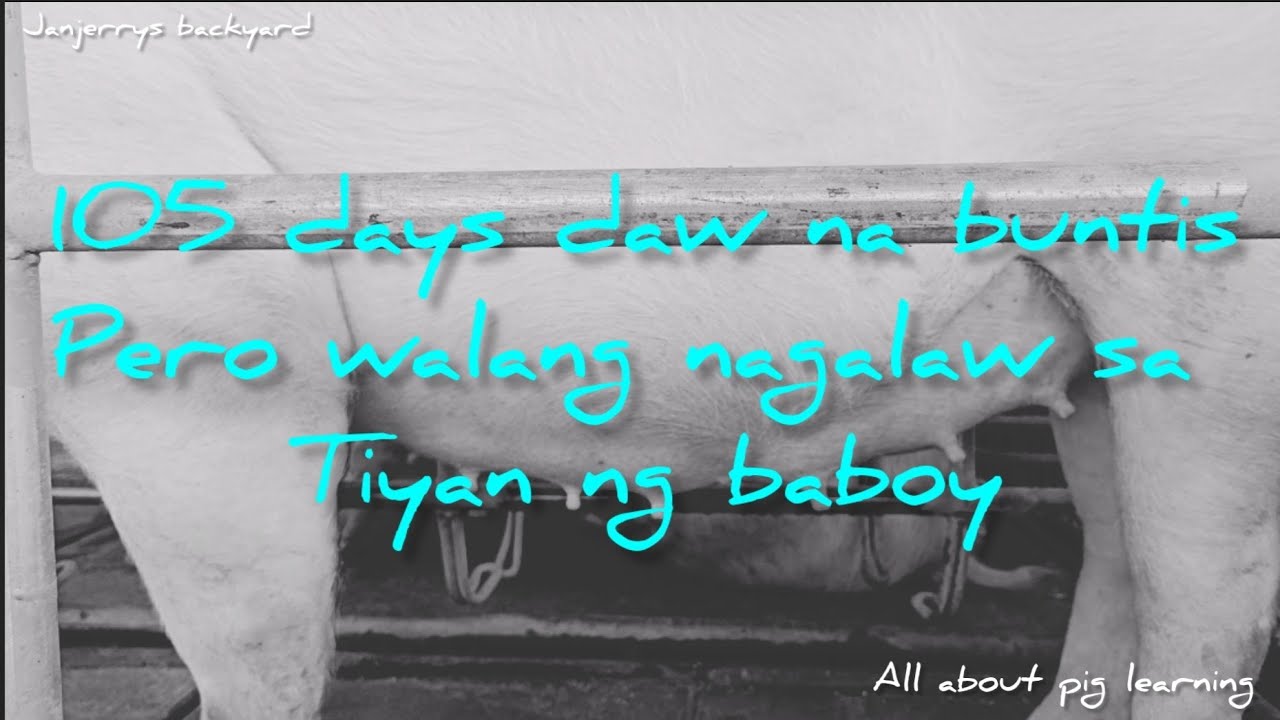 Buntis ng 104 days pero walang nagalaw sa tiyan ng baboy....