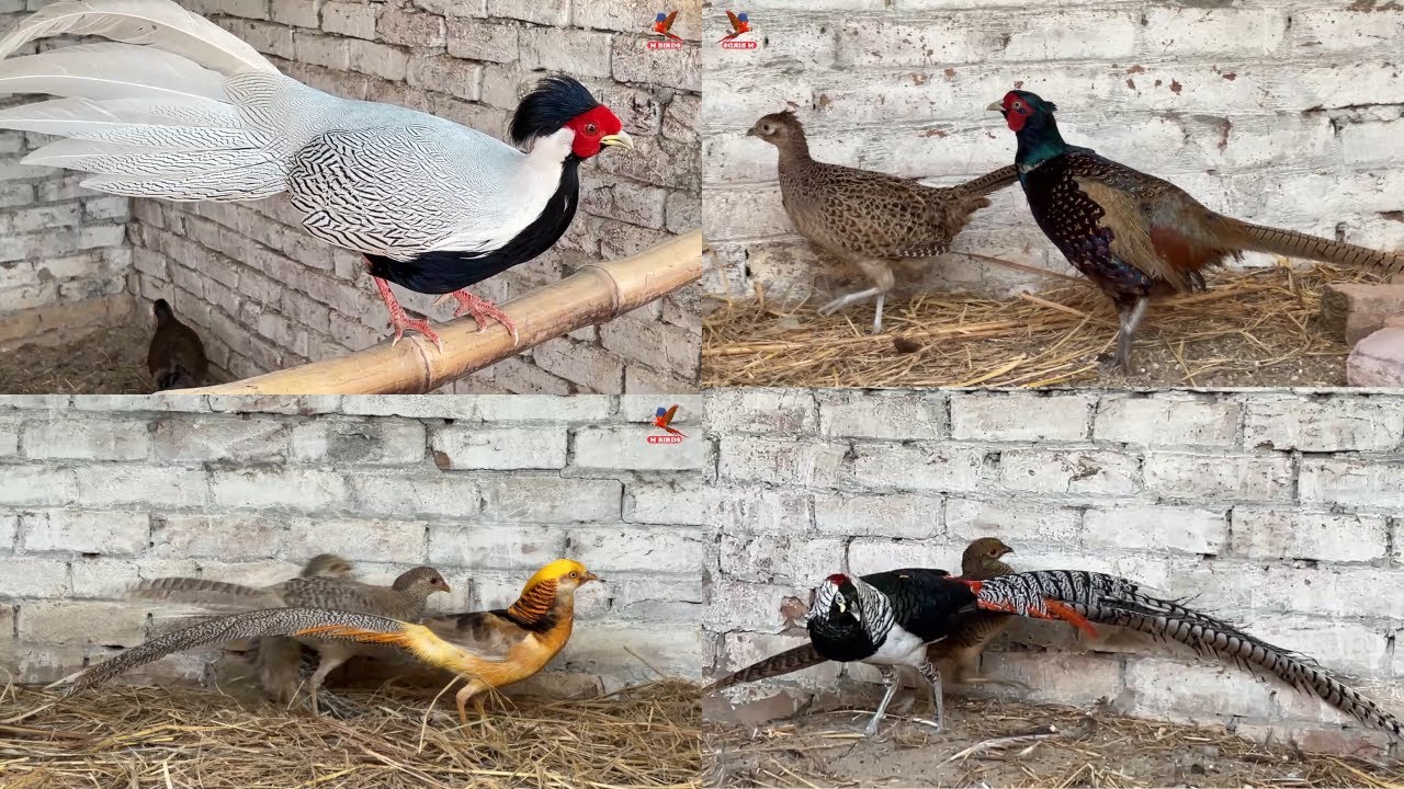 Pheasant Breeding Setup | Ringneck Pheasant, Yellow & Gold Ringneck, Red and Gold Pheasant | M Birds