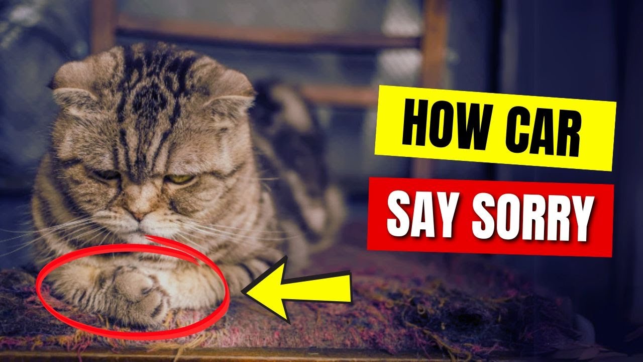 How Do Cats Apologize to Humans? 🐾 | Signs Your Cat Feels Sorry 🔥