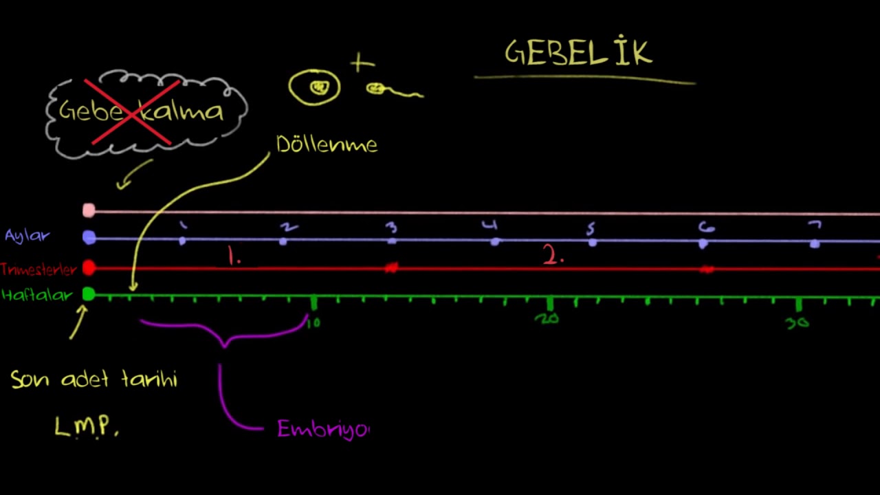 Gebelik (Sağlık Bilgisi ve Tıp) (Biyoloji) (Psikoloji)