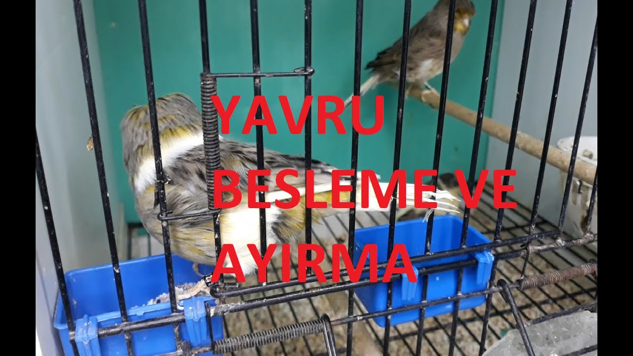 Kanarya Yavru Bakımı Kanarya Üretim(Kanarya Yavru Ayırma Yapılması Gerekenler Nelerdir,Gloster)