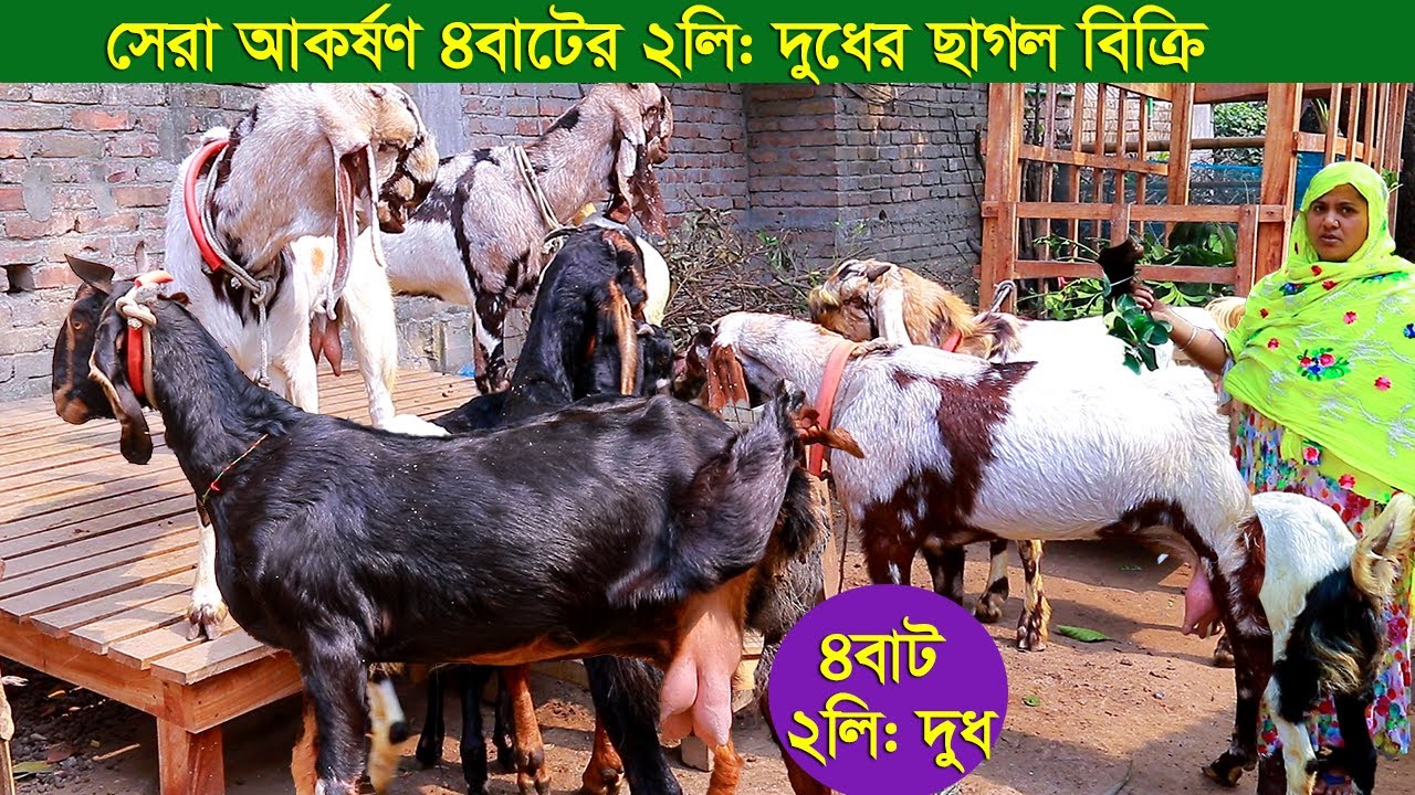 সেরা আকর্ষণ ৪বাটের ২লিটার দুধের ছাগল সহ একাদিক দুধের ছাগল নিতে পারেন goat farm