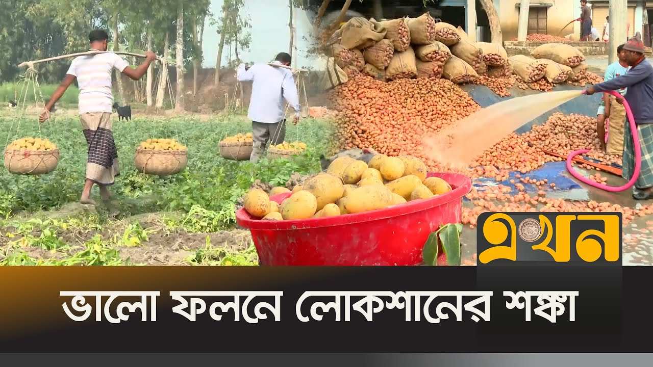 ভরা মৌসুমেও ১০-১২ টাকা কেজি দরে বিক্রি হচ্ছে আলু | Potato Price | Joypurhat | Ekhon TV