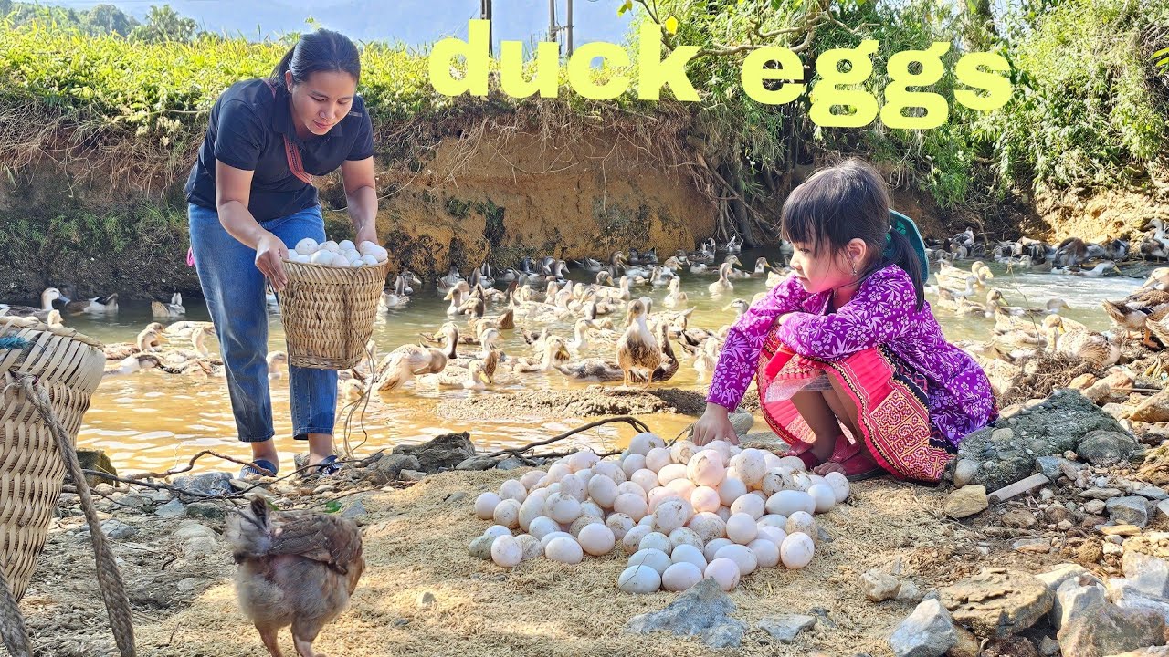 Weekend Tram Anh and her mother harvest duck eggs to sell/Daily life-Le Thi Hon