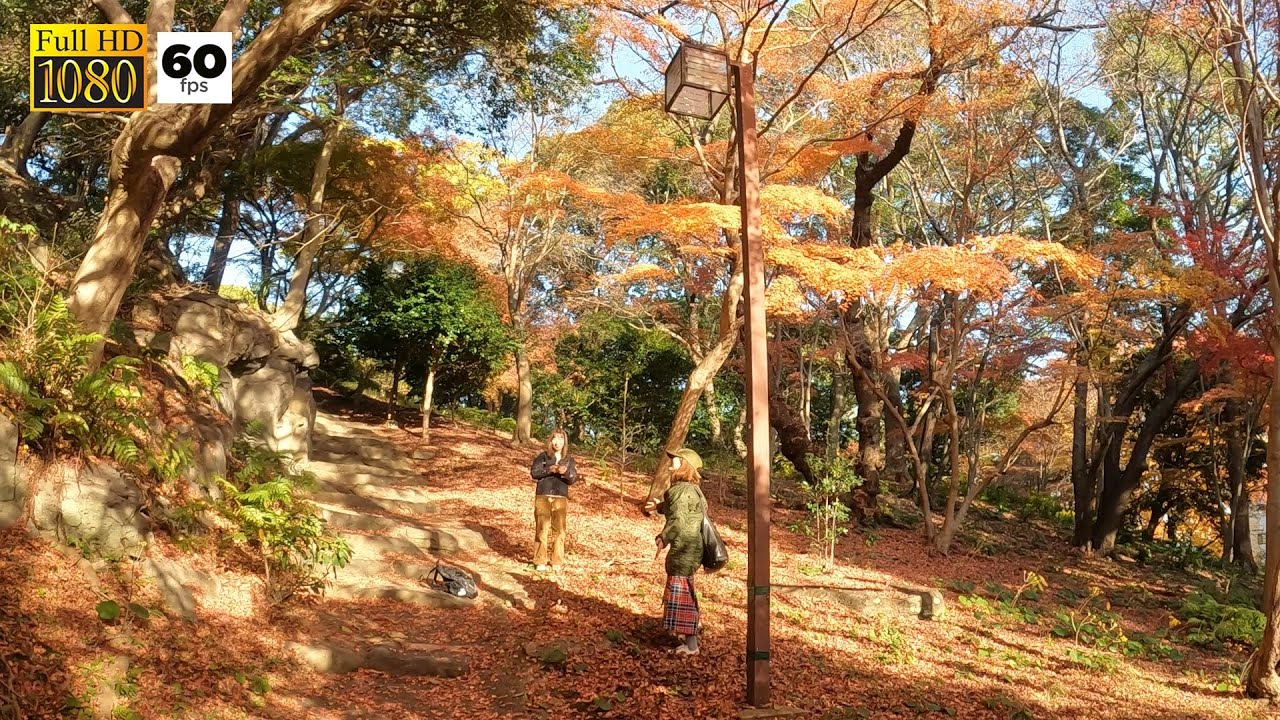 JAPAN TRAVEL | Suma Rikyu Park in Autumn Season | Beautiful Maples Changed Color