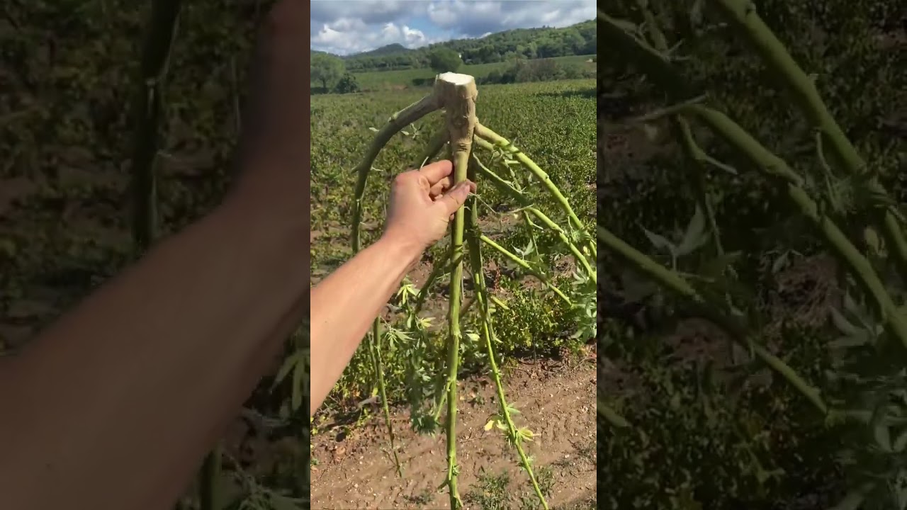 r&eacute;colte de fleur de CBD dans le Var