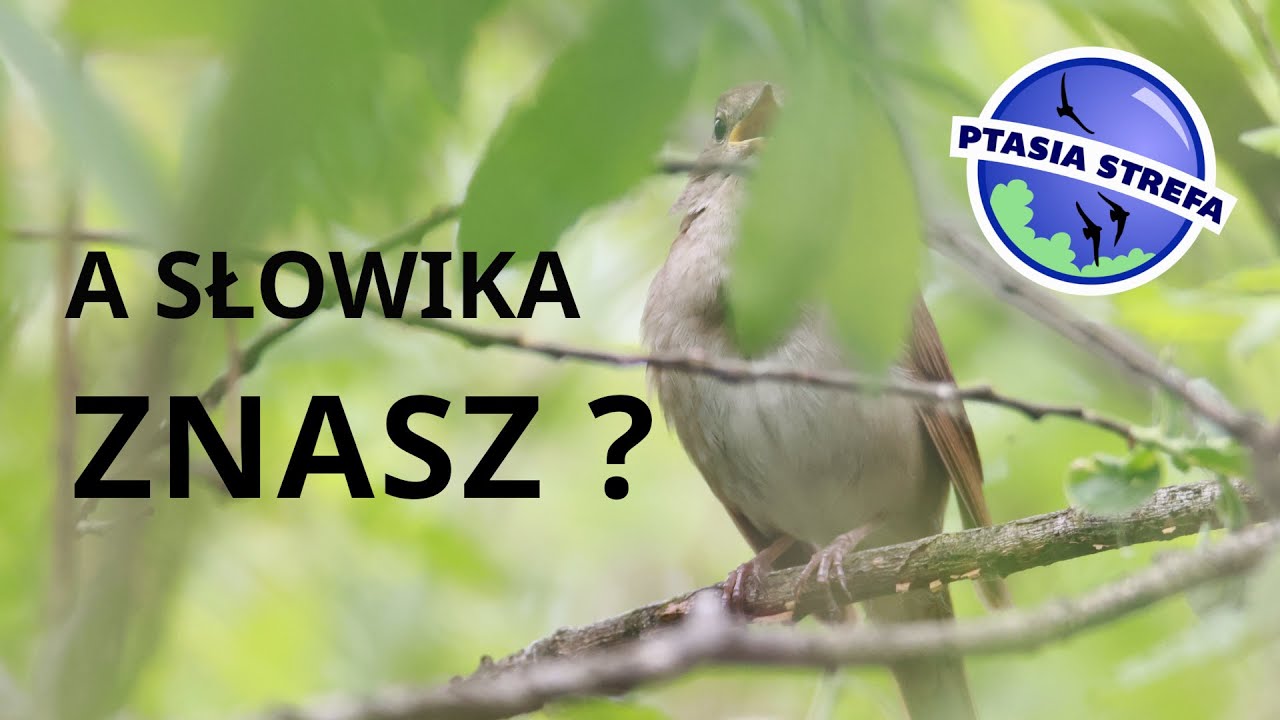 Gdzie jest słowik ?