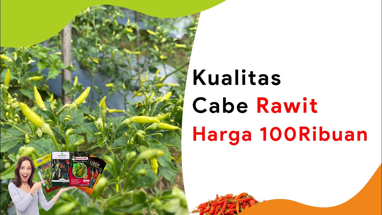 Keunggulan Benih Rawit Tipe RM Harga 100 Ribuan | Bibit Cabe Rawit Unggul