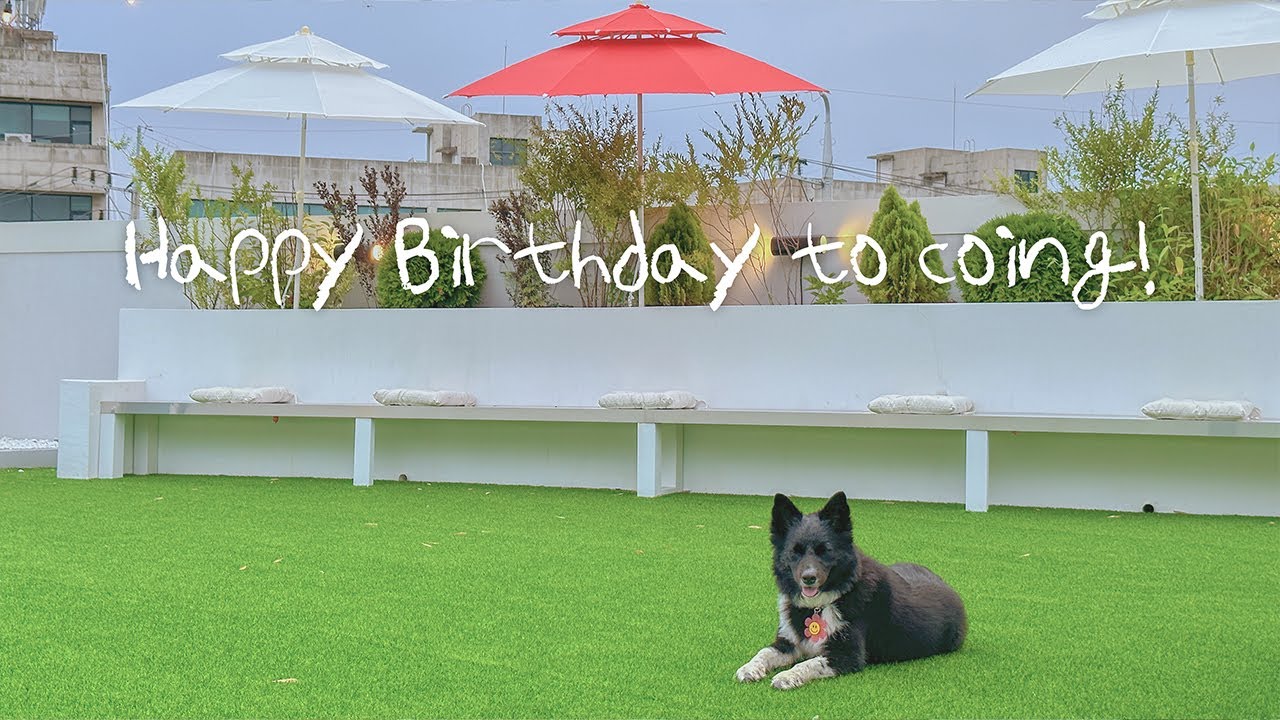 수원 애견동반카페 루프탑대관 생일파티!