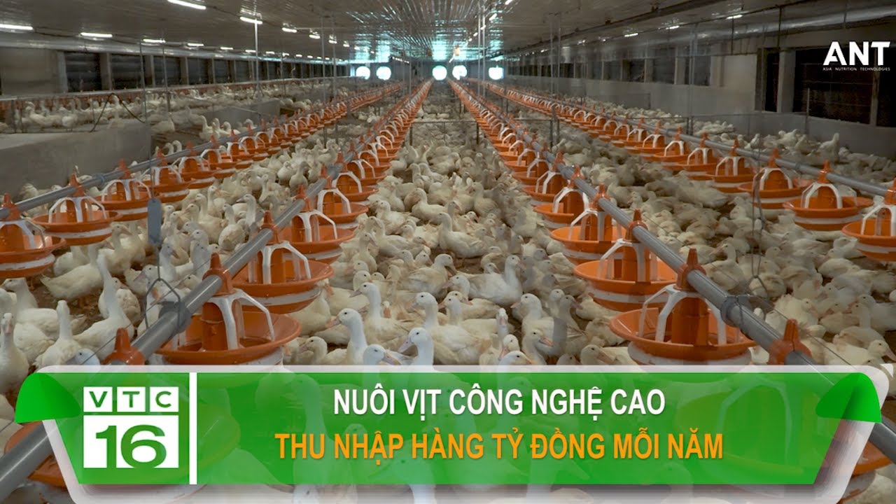 Nuôi vịt công nghệ cao thu nhập hàng tỷ đồng mỗi năm | VTC16