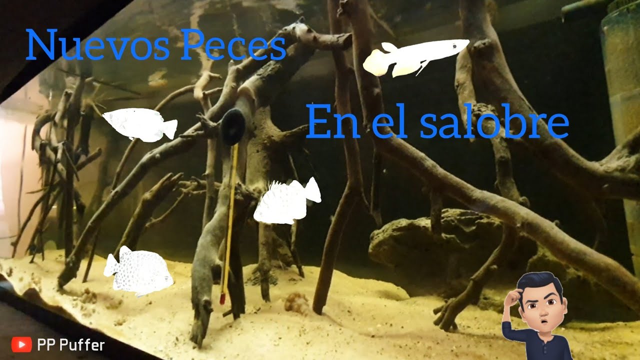 Nuevos Peces En El Salobre