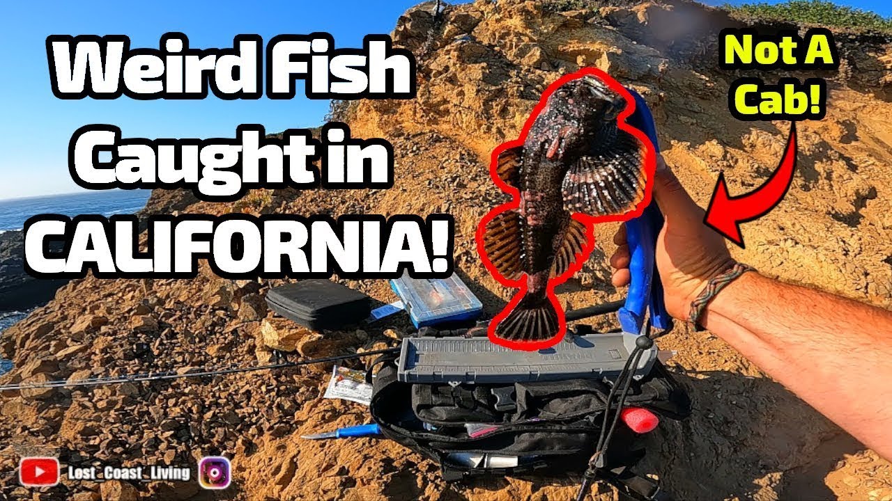 Weird Fish Caught in California - Not a Cab! - MENDOCINO county