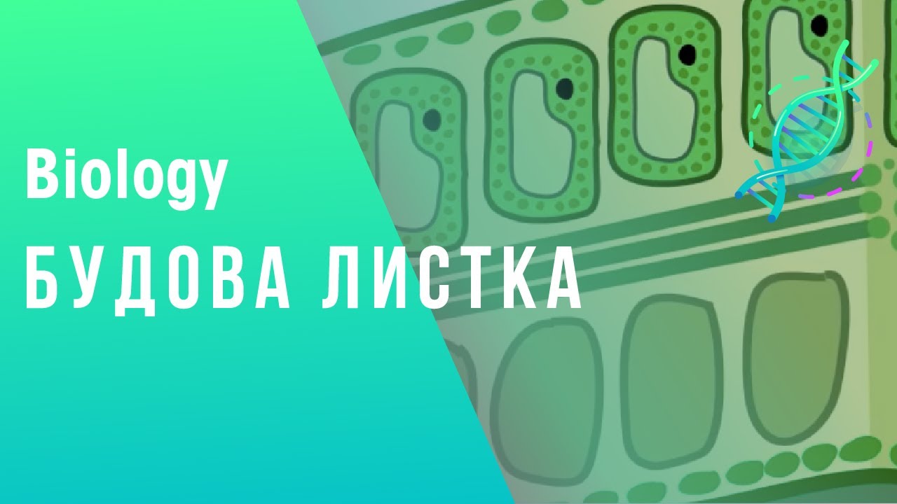 БУДОВА ЛИСТКА