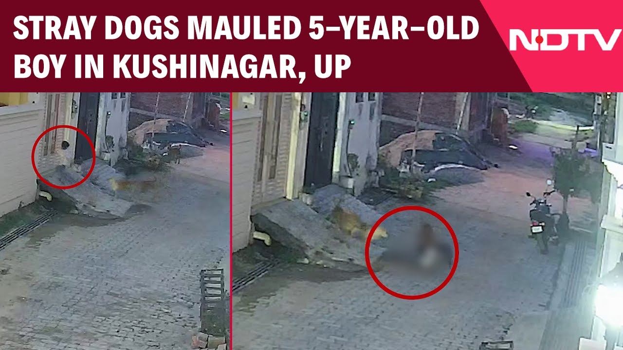 UP Crime News | Stray Dogs Attacked A 5-Year-Old Boy In Kushinagar, UP | Viral Video