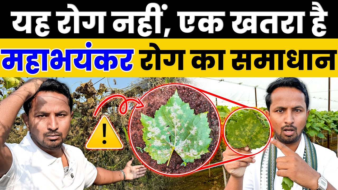 सबसे खतरनाक फ़फूंद! 🦠⚠️Downy Mildew Attack & Control | Crop Disease & Pest: S1E6 | Indian Farmer