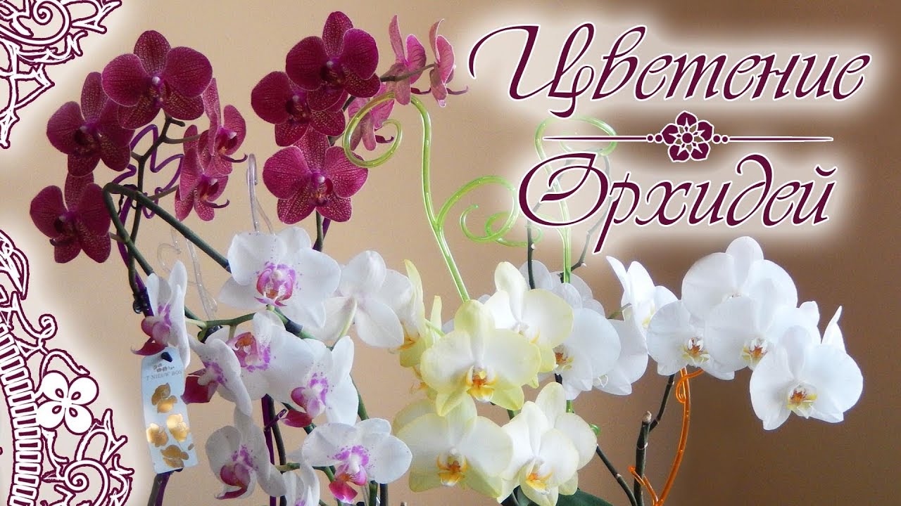 ЦВЕТУЩИЕ ОРХИДЕИ ФАЛЕНОПСИС 🌸 Зимнее цветение орхидей | Красивые орхидеи