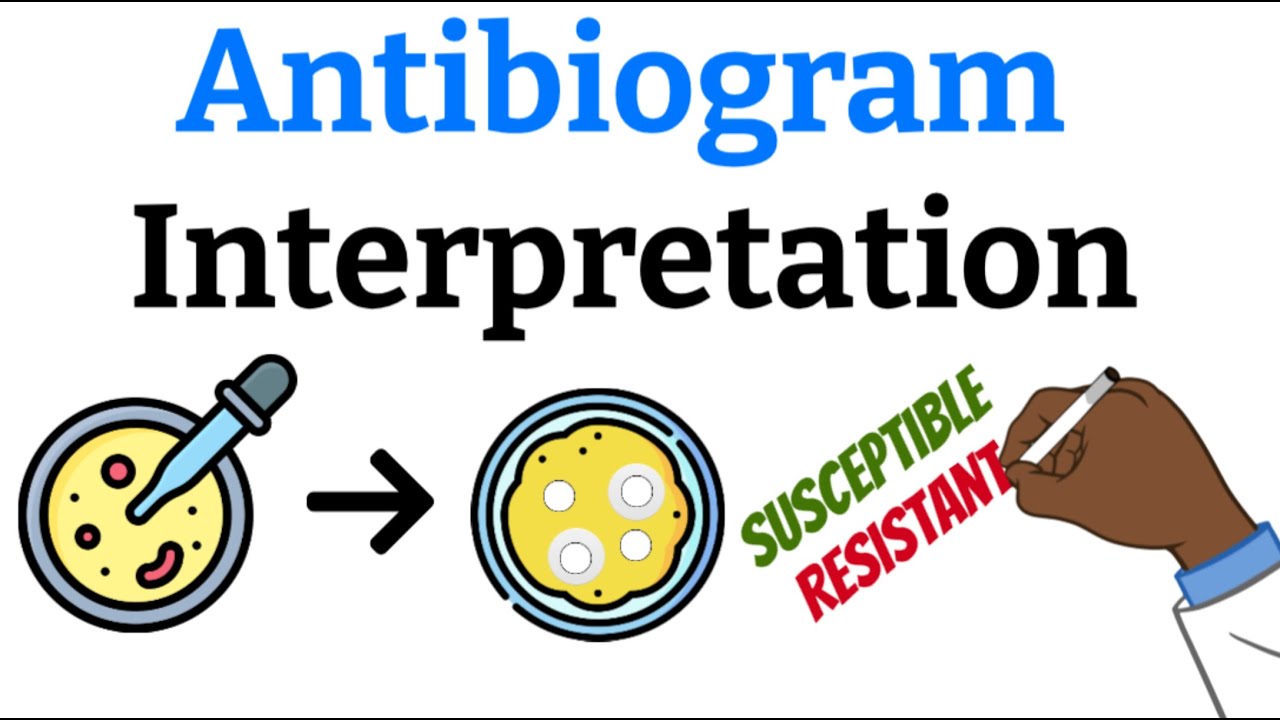 How to Interpret an Antibiogram (Easy explanation plus practice questions)