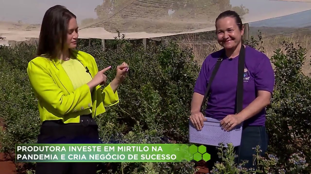 Produtora investe em mirtilo na pandemia e cria negócio de sucesso