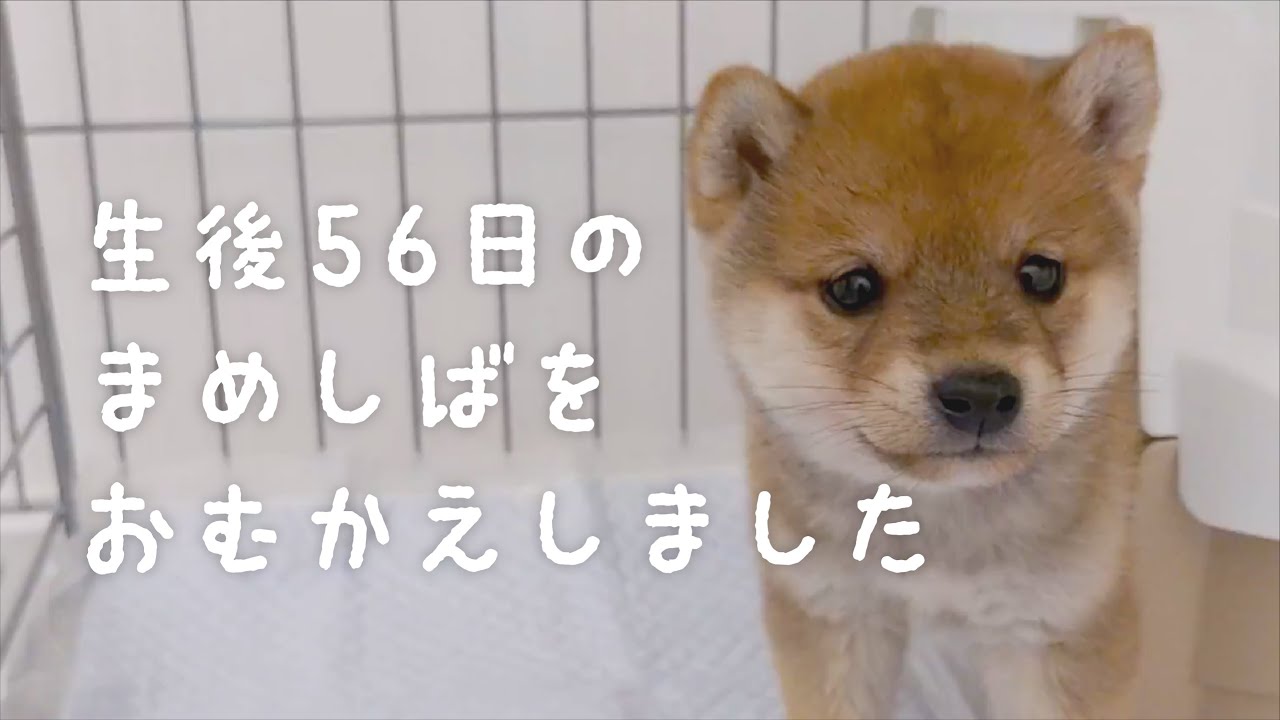 豆柴の子犬をお迎え！まめしばくんちゃん | VLOG#01 - We Got a Shiba Inu puppy
