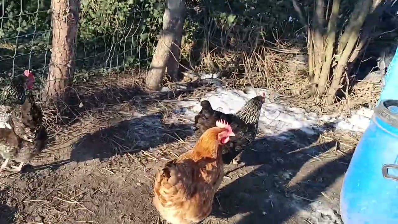 wypuszczanie kur Olka z rana