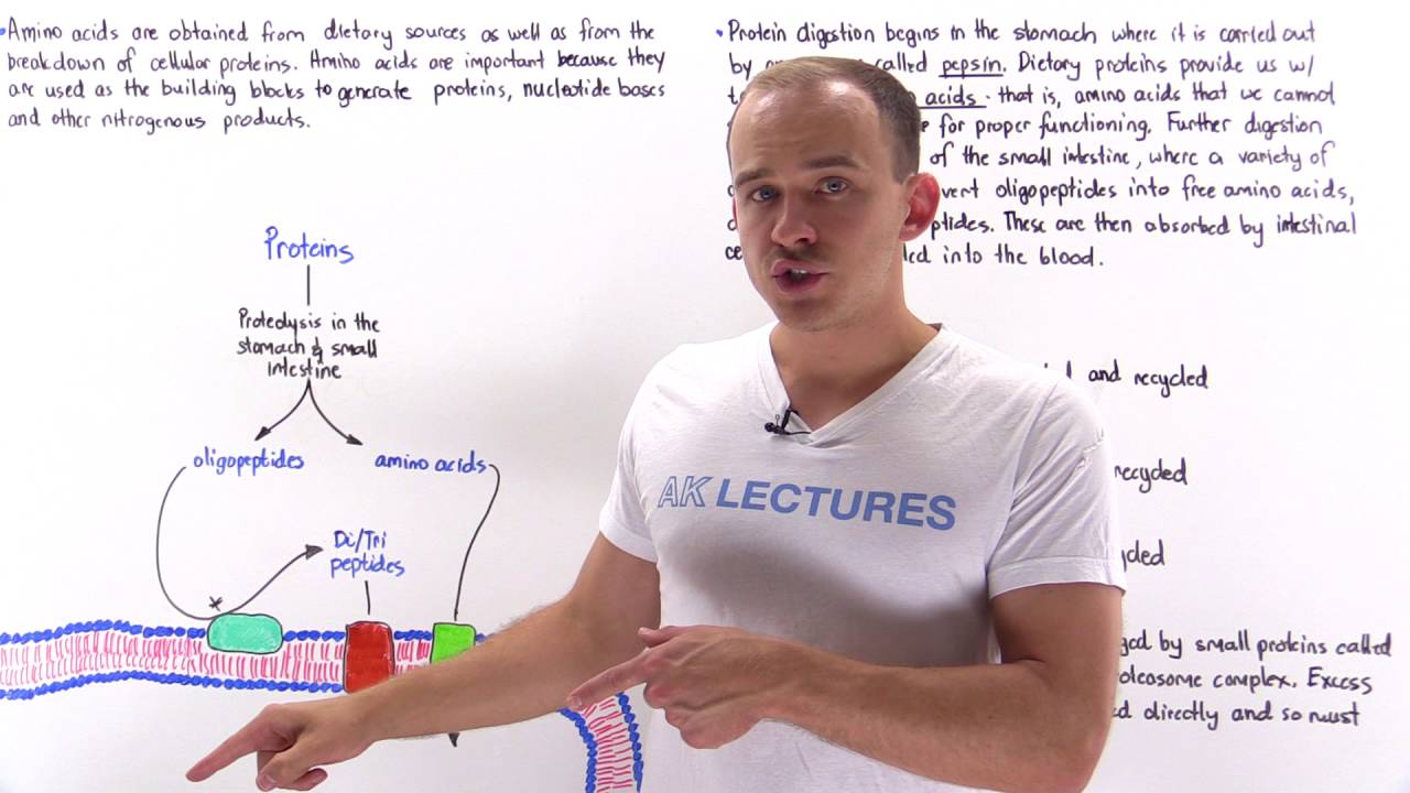 Introduction to Amino Acid Metabolism