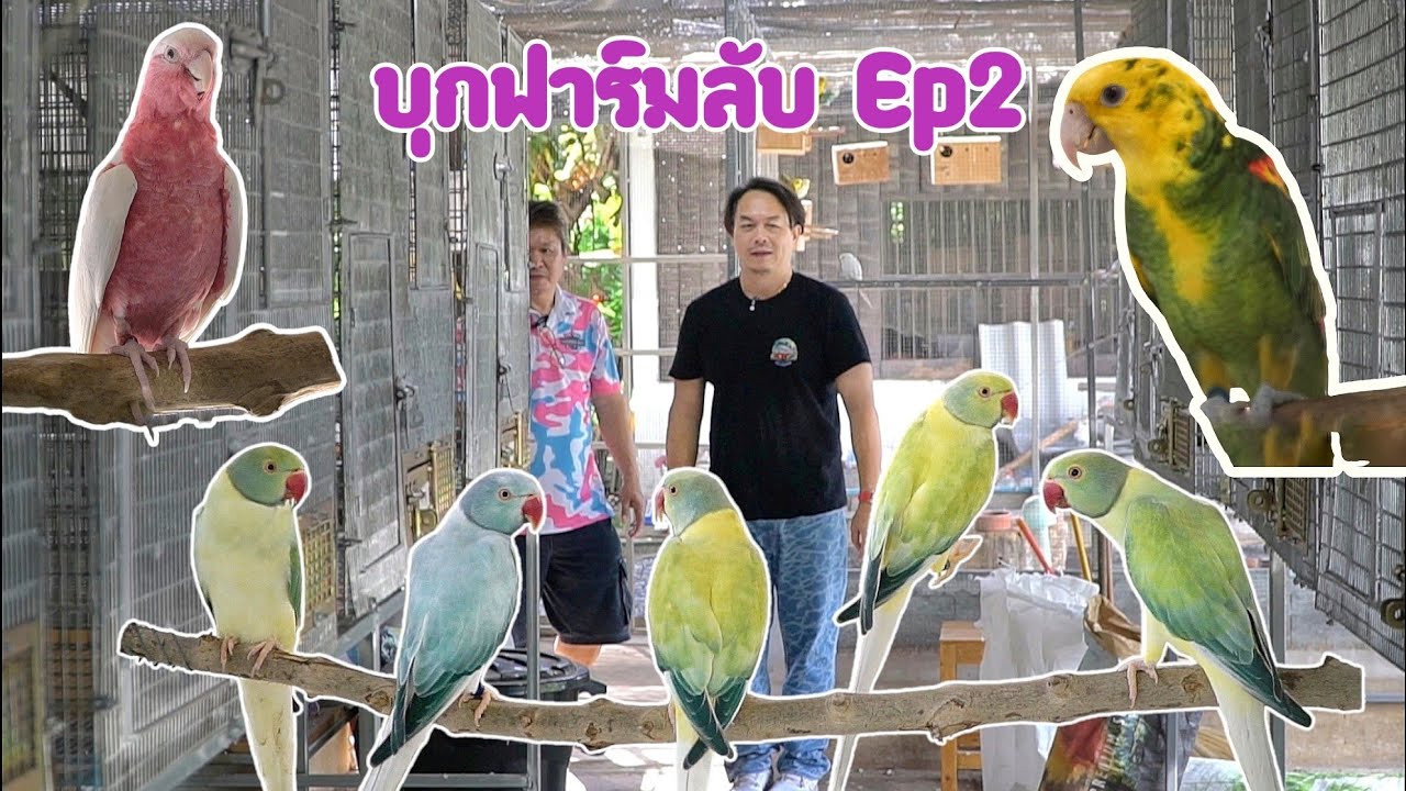 บุกฟาร์มนกแก้วนำเข้า จะได้กลับบ้านกี่ตัว