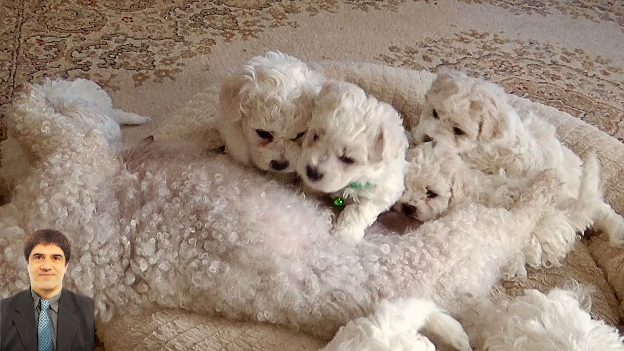 All around, playful puppies are tumbling, chasing, and discovering new adventures. 0217 4 #cute