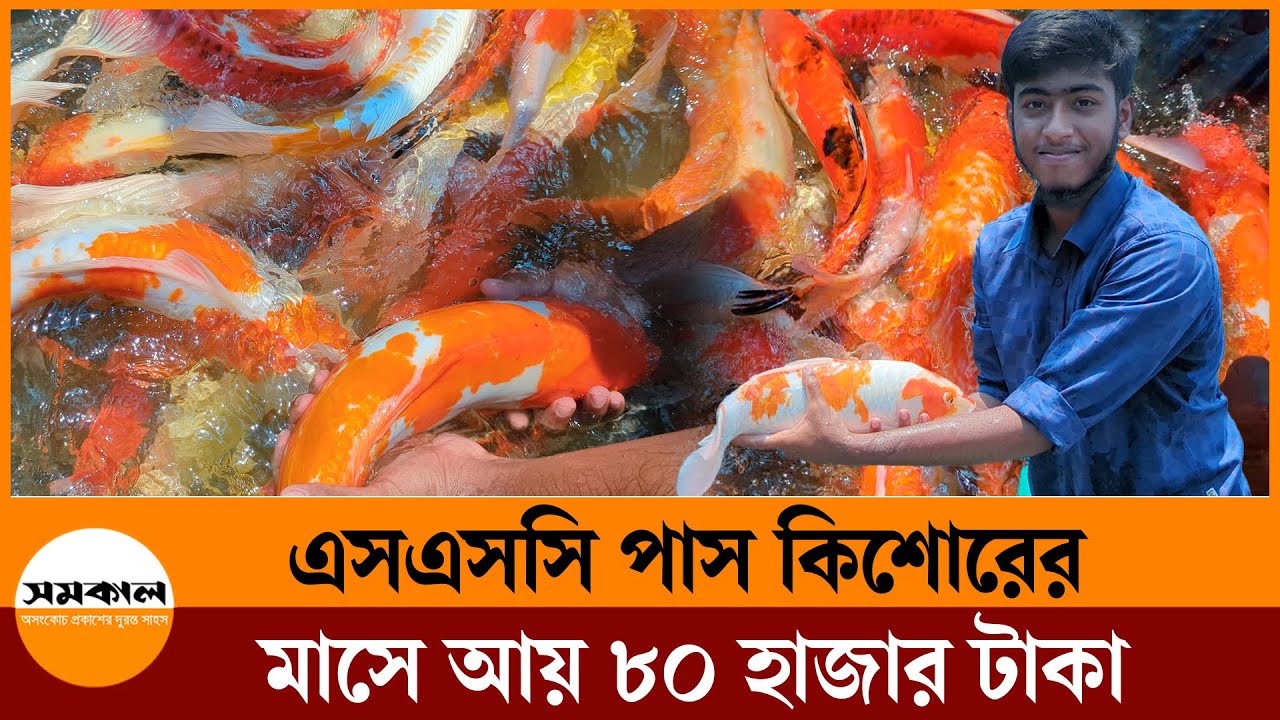 রঙিন মাছে ভাগ্য খুলেছে ১৭ বছরের কিশোর রাহাতের | Monthly Income Eighty Thousand | Ornamental fish