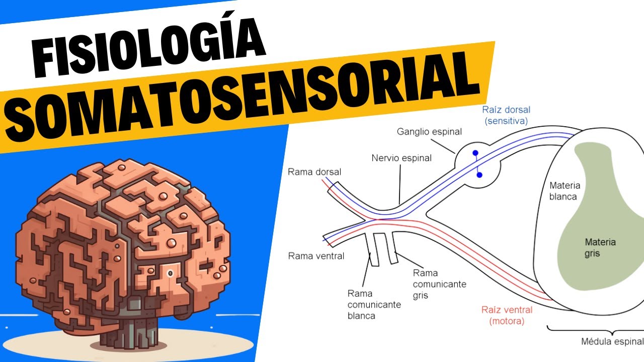 Fisiología del tacto y el sistema somatosensorial